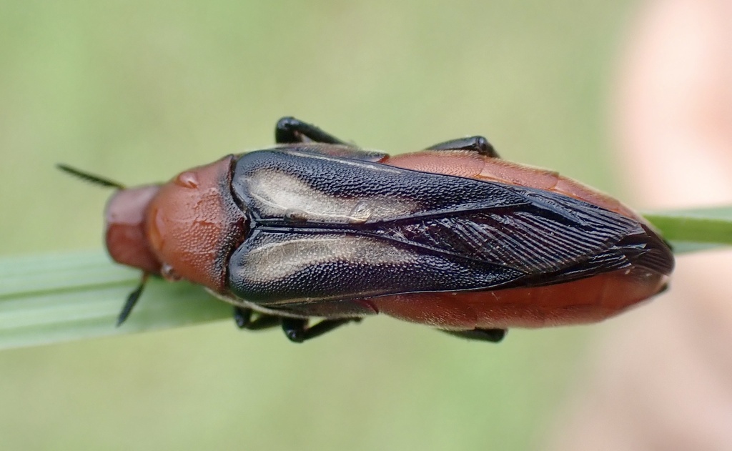 Macrosiagon sayi