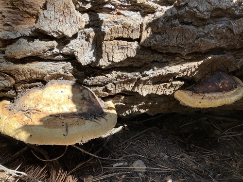 iNaturalist observation photo of Fomitopsis