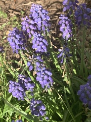 Muscari botryoides