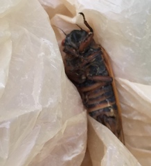 Magicicada septendecula