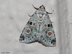 Maliattha concinnimacula