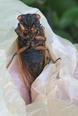 Magicicada cassinii
