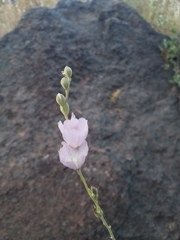 Sidalcea robusta