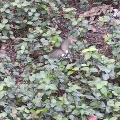 Pachliopta aristolochiae