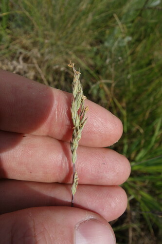 Image of Festuca valesiaca by (c) Aleksei Baushev, some rights reserved (CC BY)