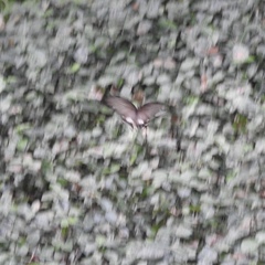 Pachliopta aristolochiae