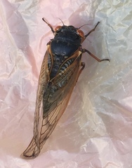 Magicicada cassinii