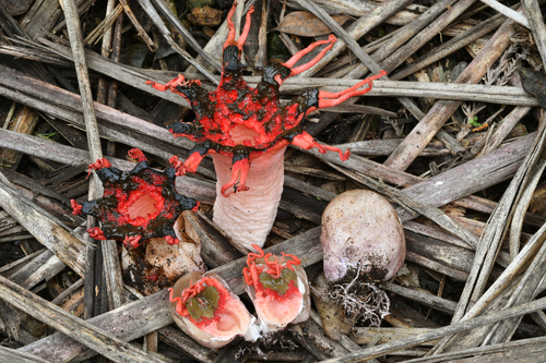 anemone stinkhorn fungus