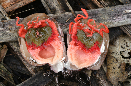 anemone stinkhorn fungus