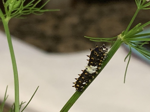 Black Swallowtail, photo 4 of 10