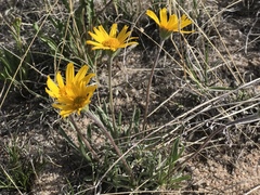 Tetraneuris argentea