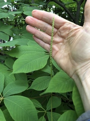 Aesculus parviflora