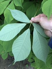 Aesculus parviflora