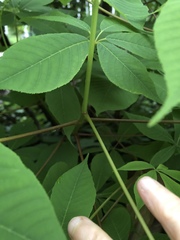 Aesculus parviflora