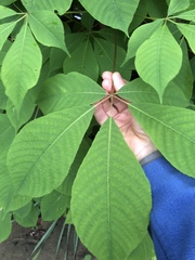 Aesculus parviflora