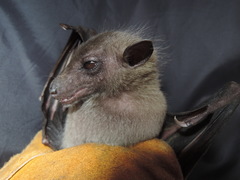 Stenonycteris lanosus