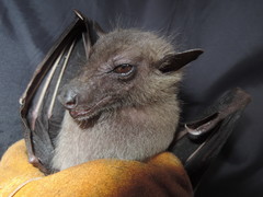 Stenonycteris lanosus