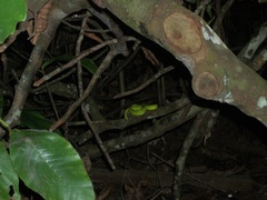 Tropidolaemus subannulatus