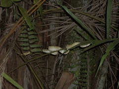 Tropidolaemus subannulatus