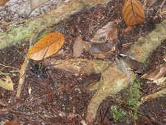 Pulchrana baramica
