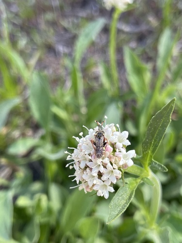 iNaturalist observation photo of Winged and Once-winged Insects