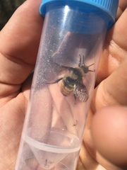 Bombus centralis