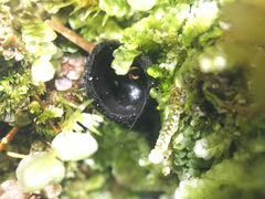 Pseudoplectania nigrella