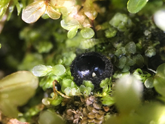 Pseudoplectania nigrella