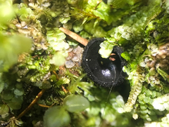 Pseudoplectania nigrella