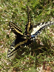 Papilio