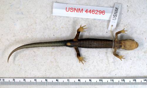 Blue Ridge Gray-cheeked Salamander