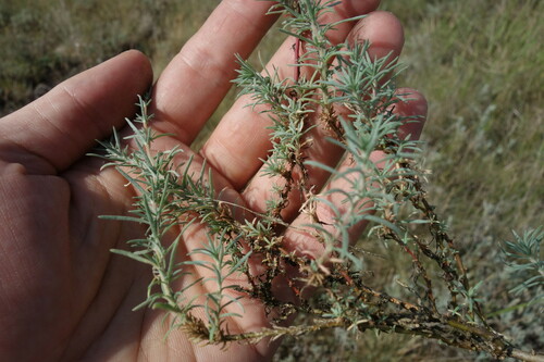 Forage kochia (Bassia prostrata)