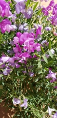 Lathyrus brachycalyx