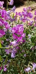Lathyrus brachycalyx