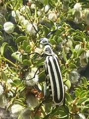 Epicauta atrivittata