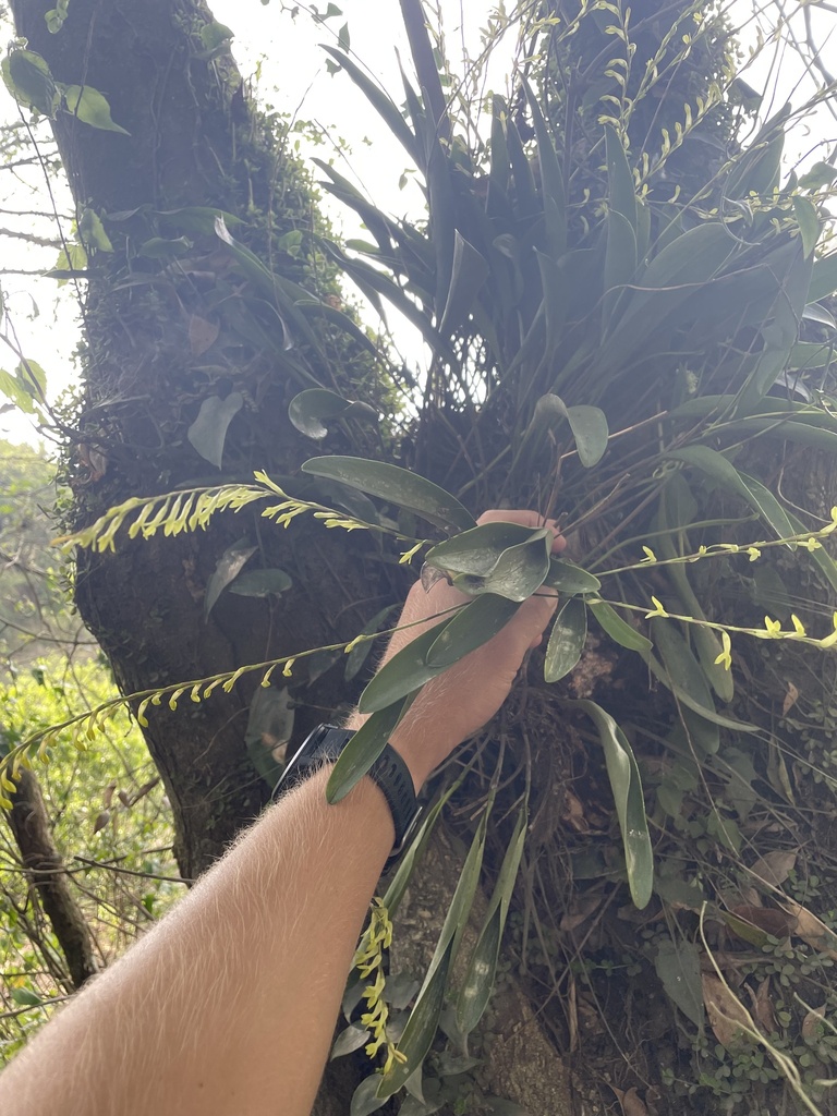 Stelis emarginata