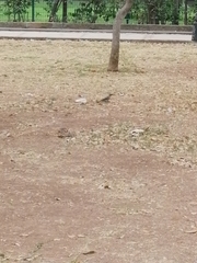 Melanerpes aurifrons