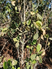 Clusia salvinii