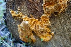 Pycnoporellus alboluteus