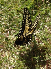 Papilio