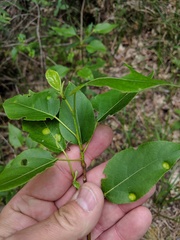 Taphrina