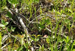 Thamnophis sirtalis
