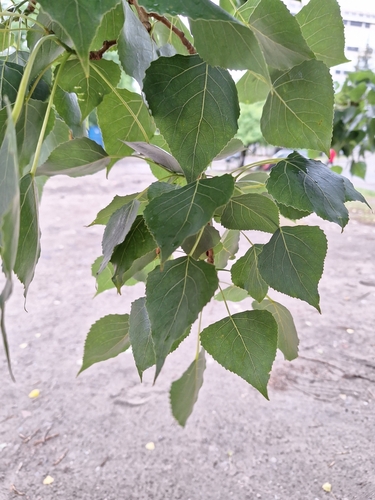Populus x berolinensis, photographed by an iNaturalist contributor
