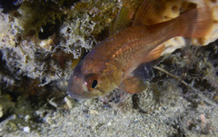 Vincentia novaehollandiae