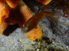 Vincentia novaehollandiae