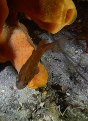 Vincentia novaehollandiae