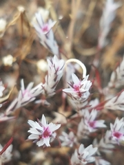 Polygonum bidwelliae