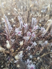 Polygonum bidwelliae