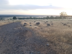 Polygonum bidwelliae