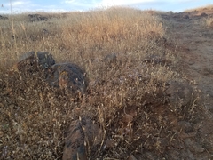 Polygonum bidwelliae